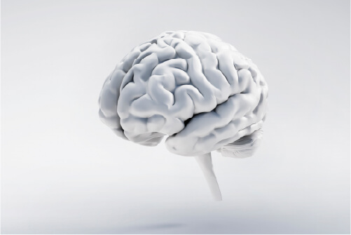 MRI Brain Screening – ¥39,600 (tax included)